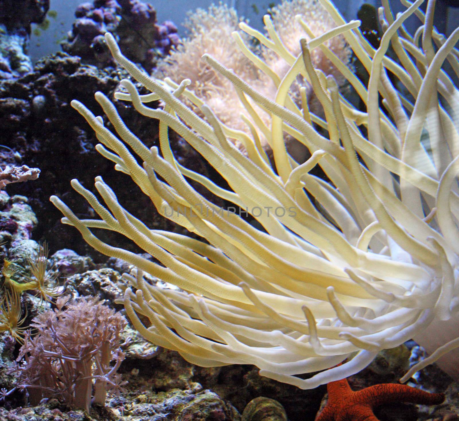 corals