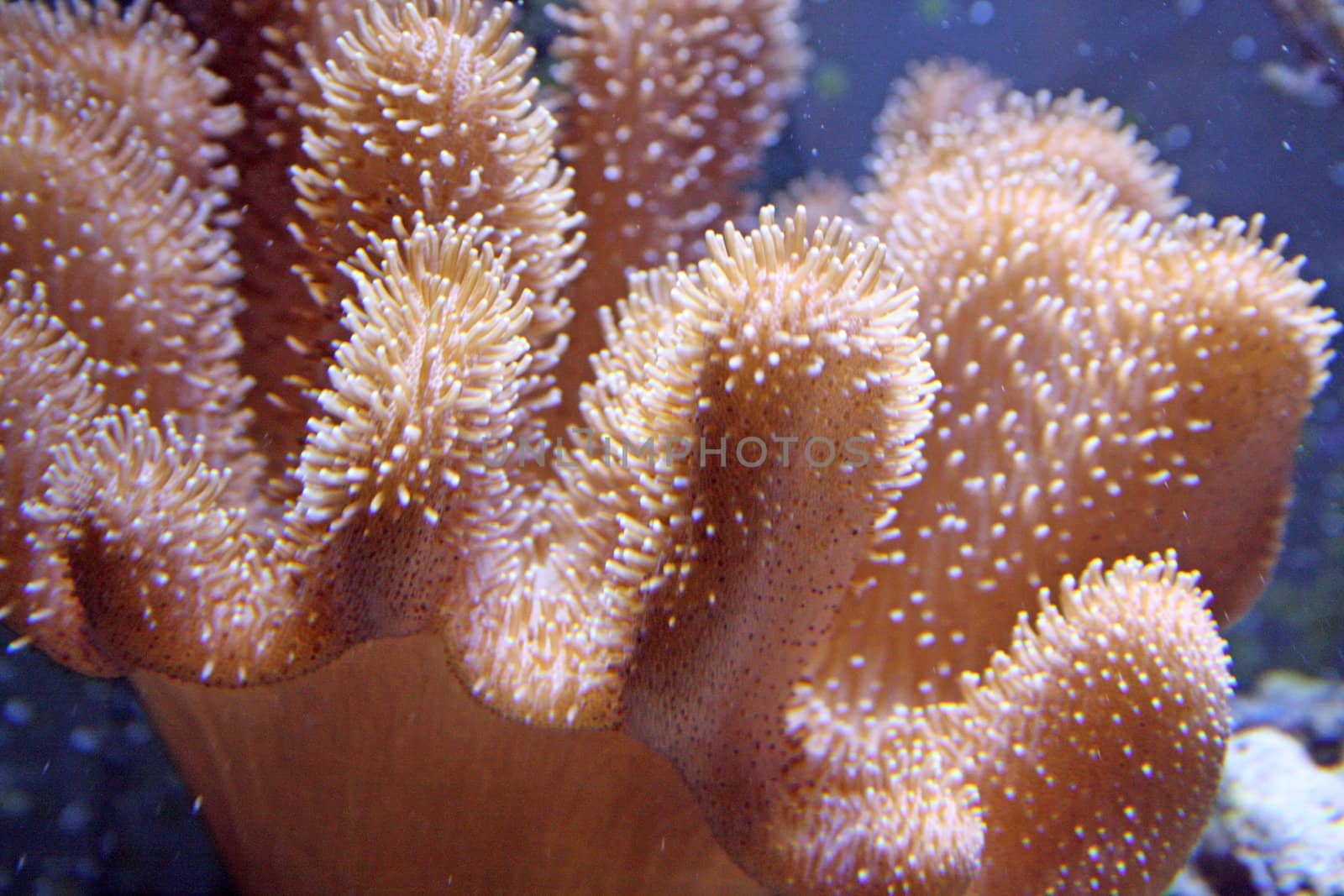 marine coral