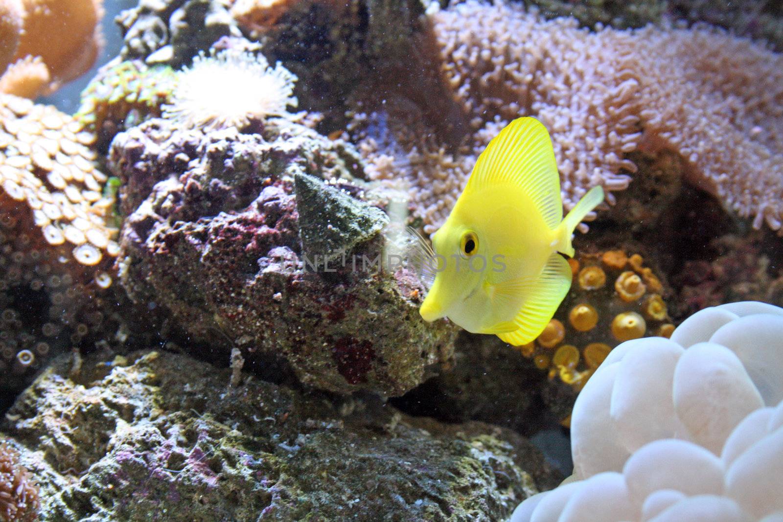 yellow tang