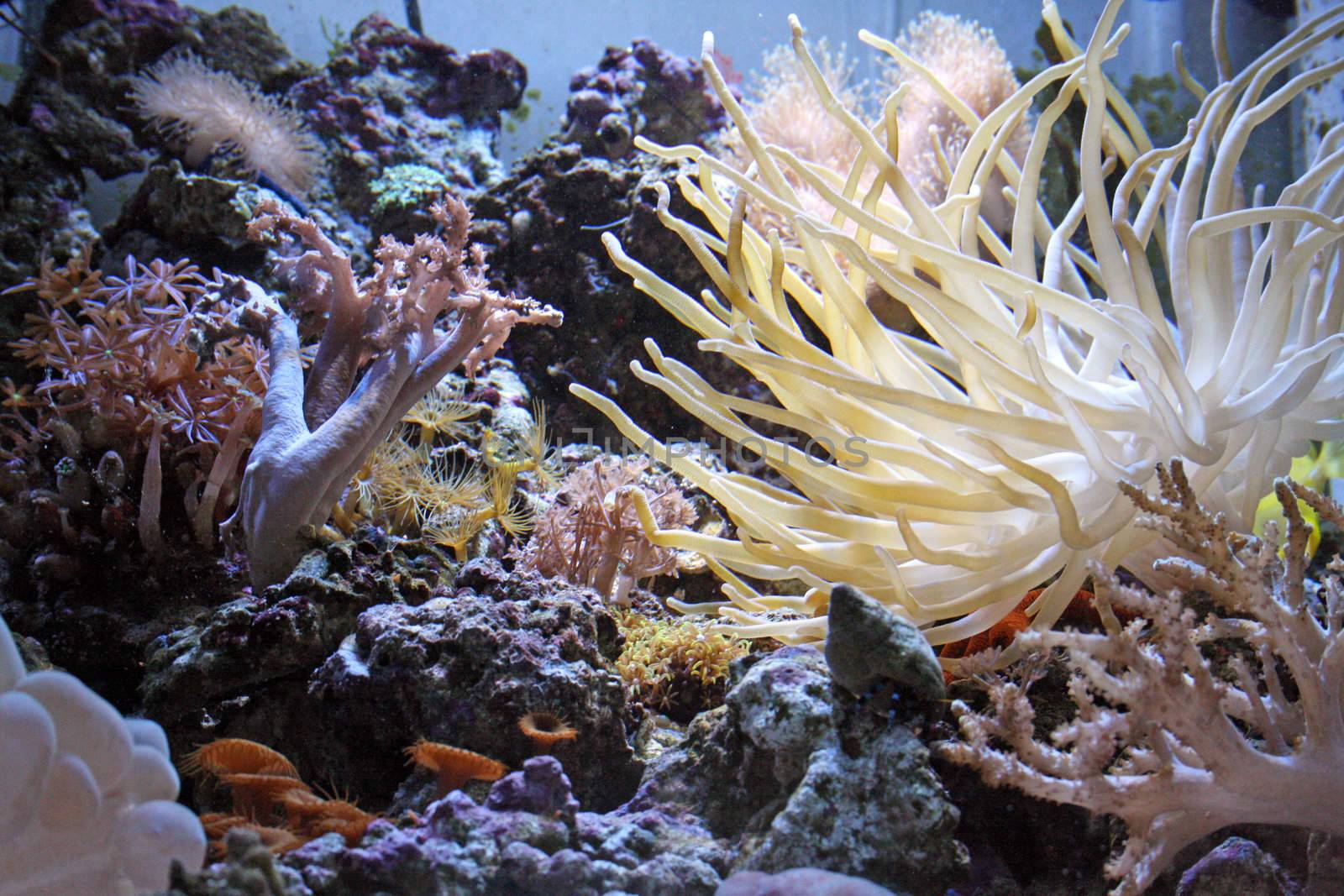 marine tank corals