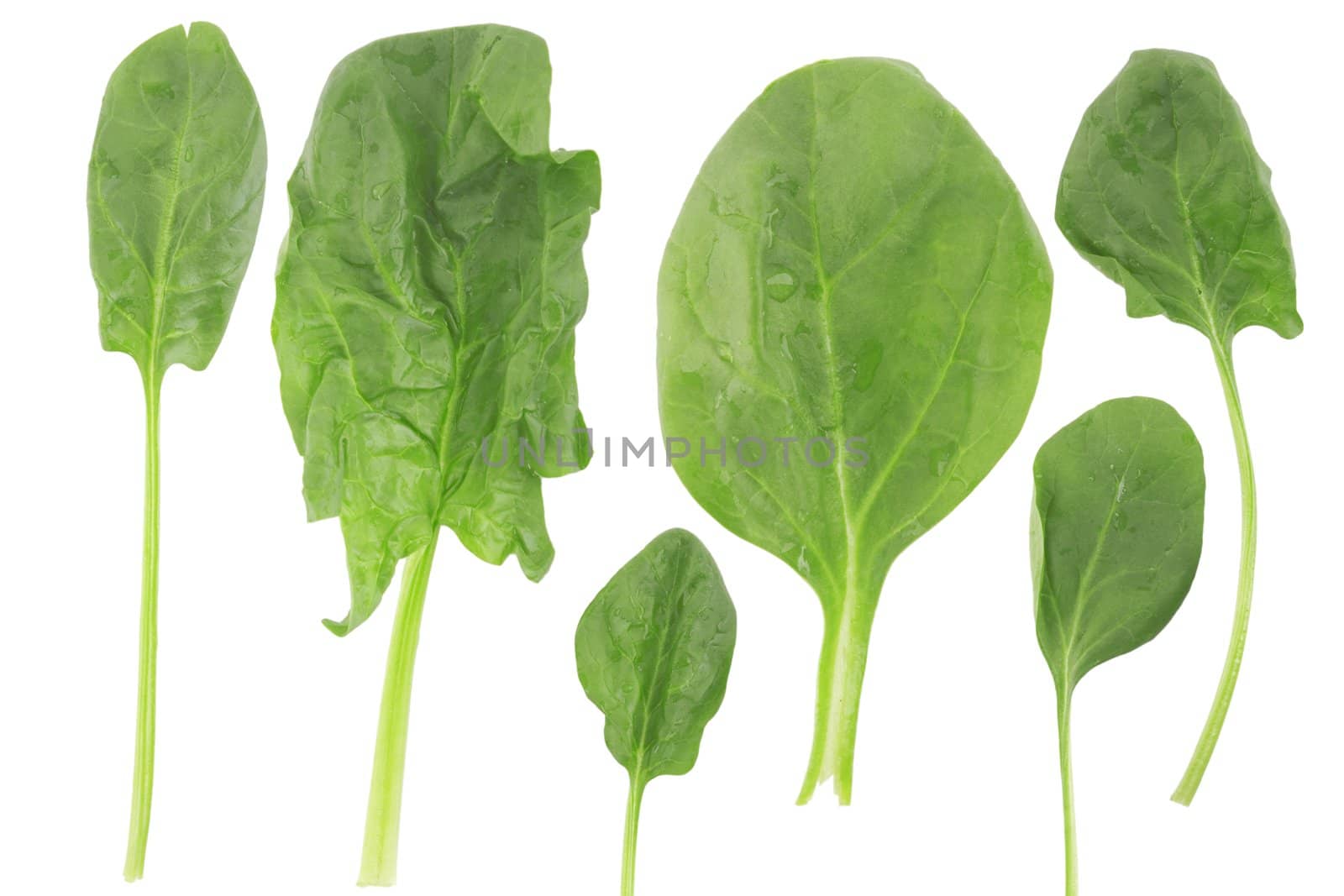 different shape of fresh spinach on white background, vegetarian food