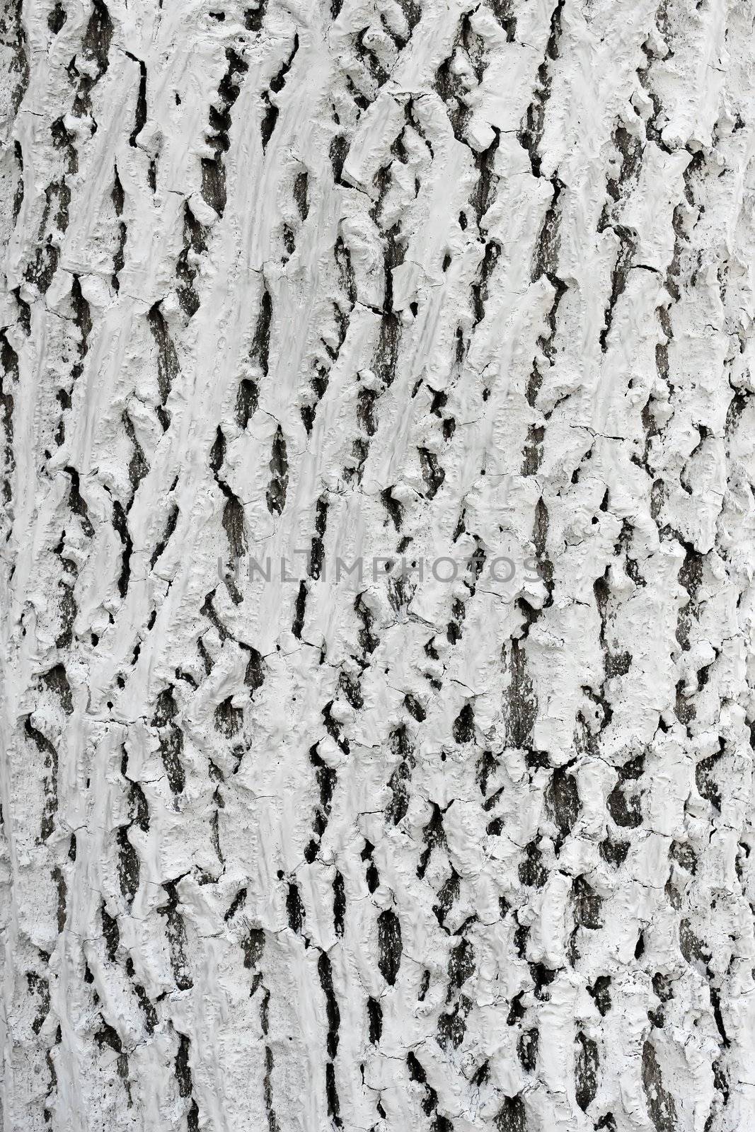 Bark of tree covered with lime by qiiip