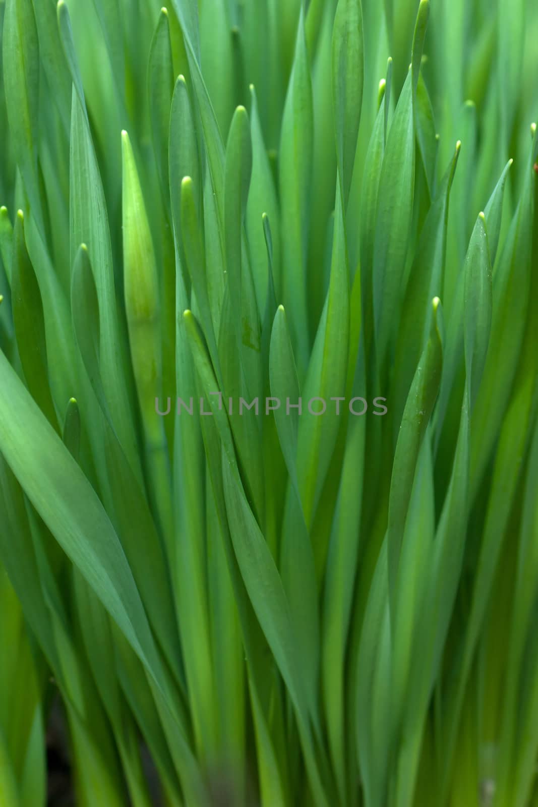 Closeup view of fresh green grass in spring