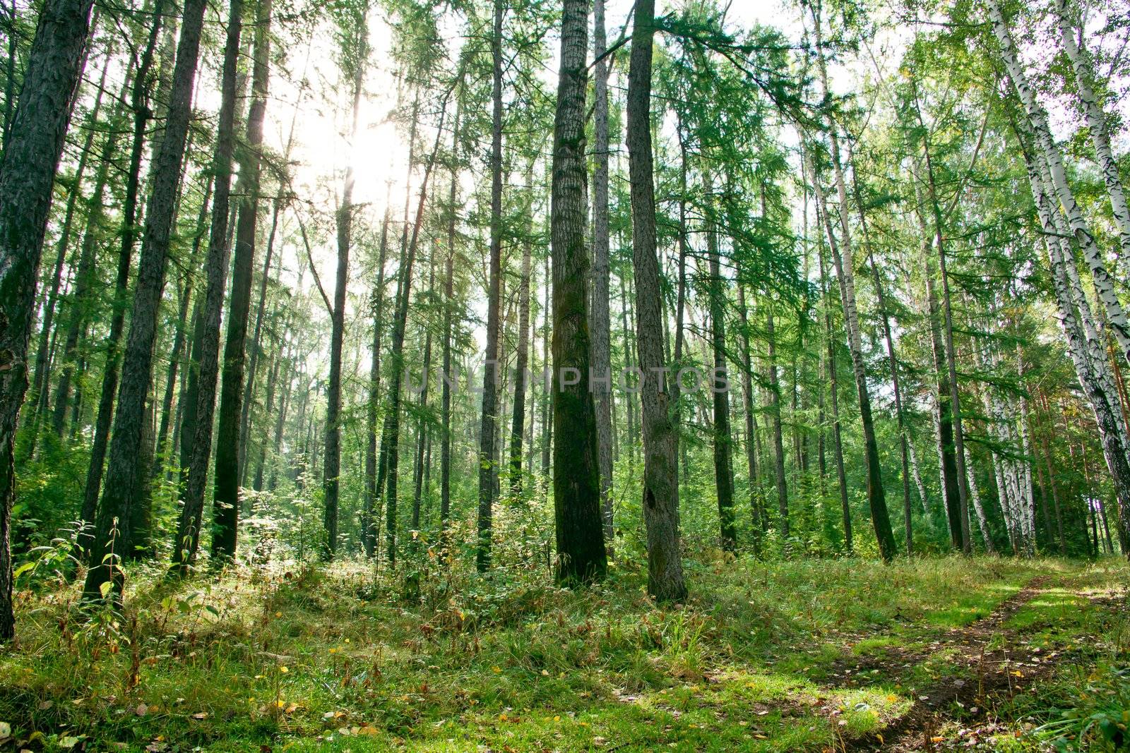 Summer forest landscape: a birch and pine trees