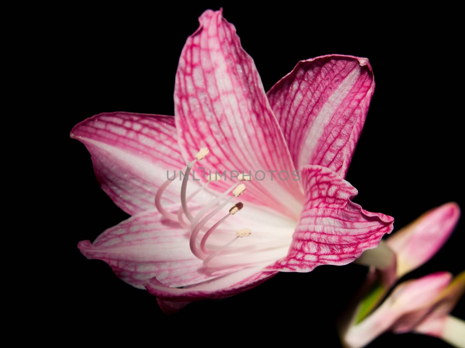 Pink and white star lily (Hippeastrum reticulatum var.striatifolium, Family: Amaryllidaceae)