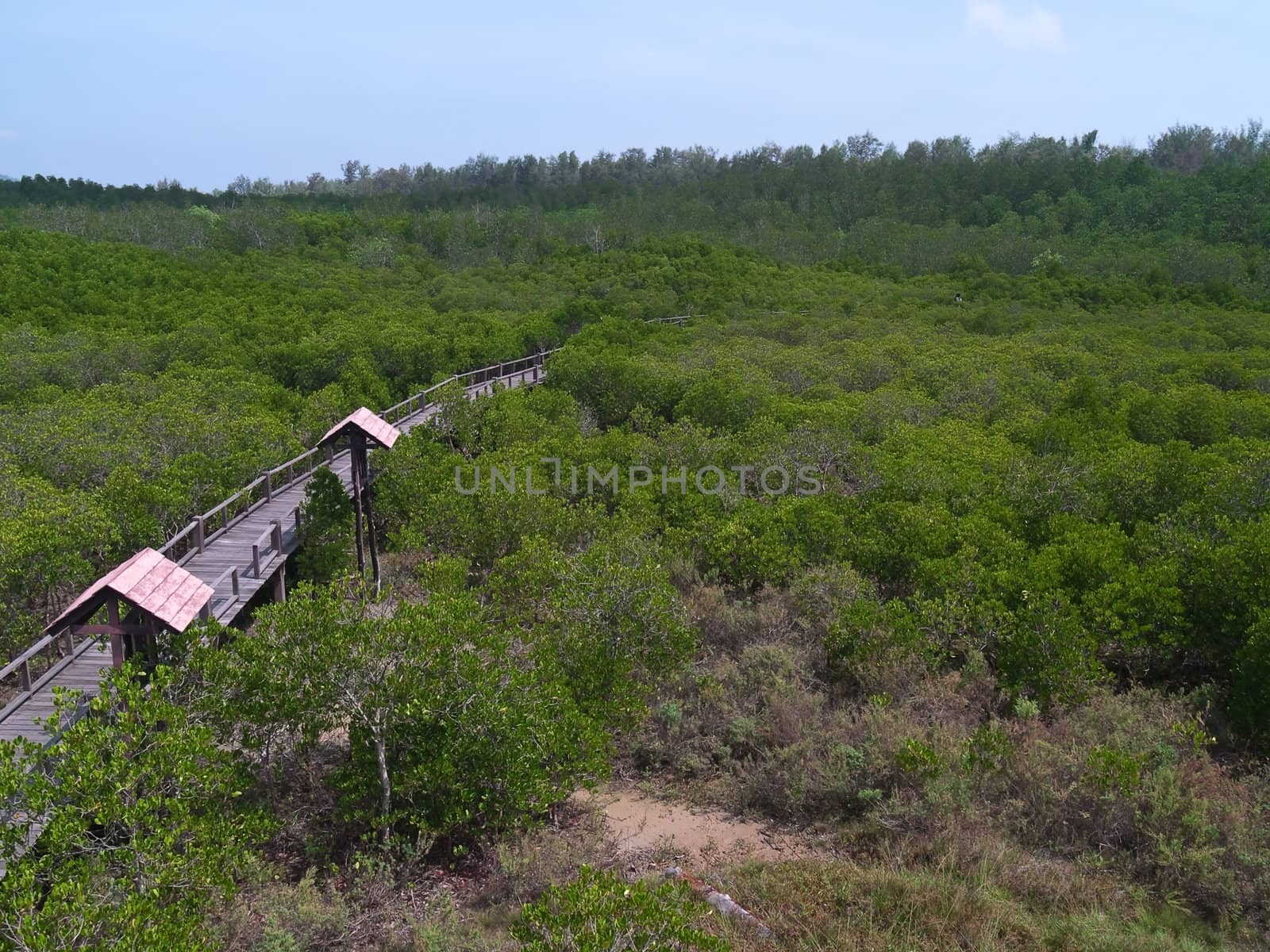 Mangrove forest area in Pran Buri Forest Park, Prachuap Khiri Khan, Thailand