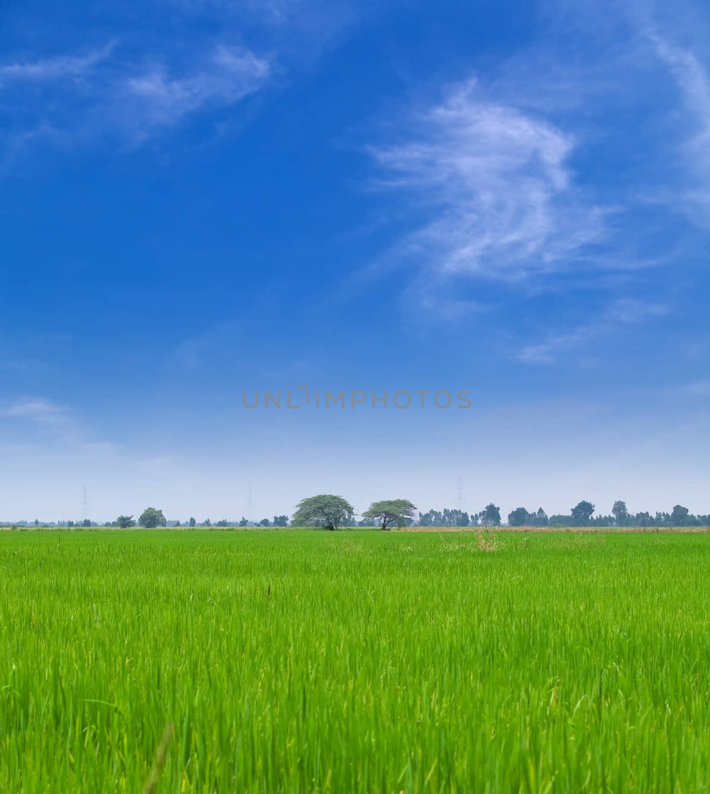 Young paddy field with beautiful blue sky