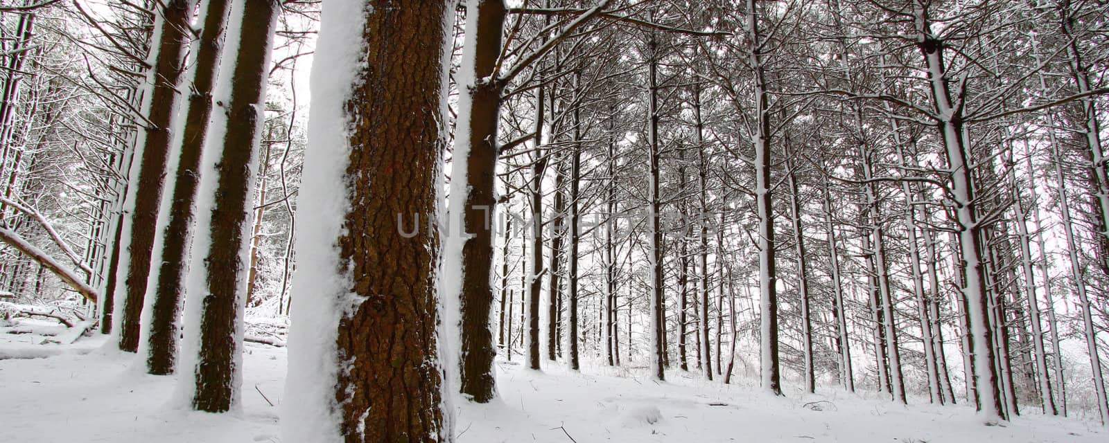 Snow covers a pine forest at Rock Cut State Park in northern Illinois.