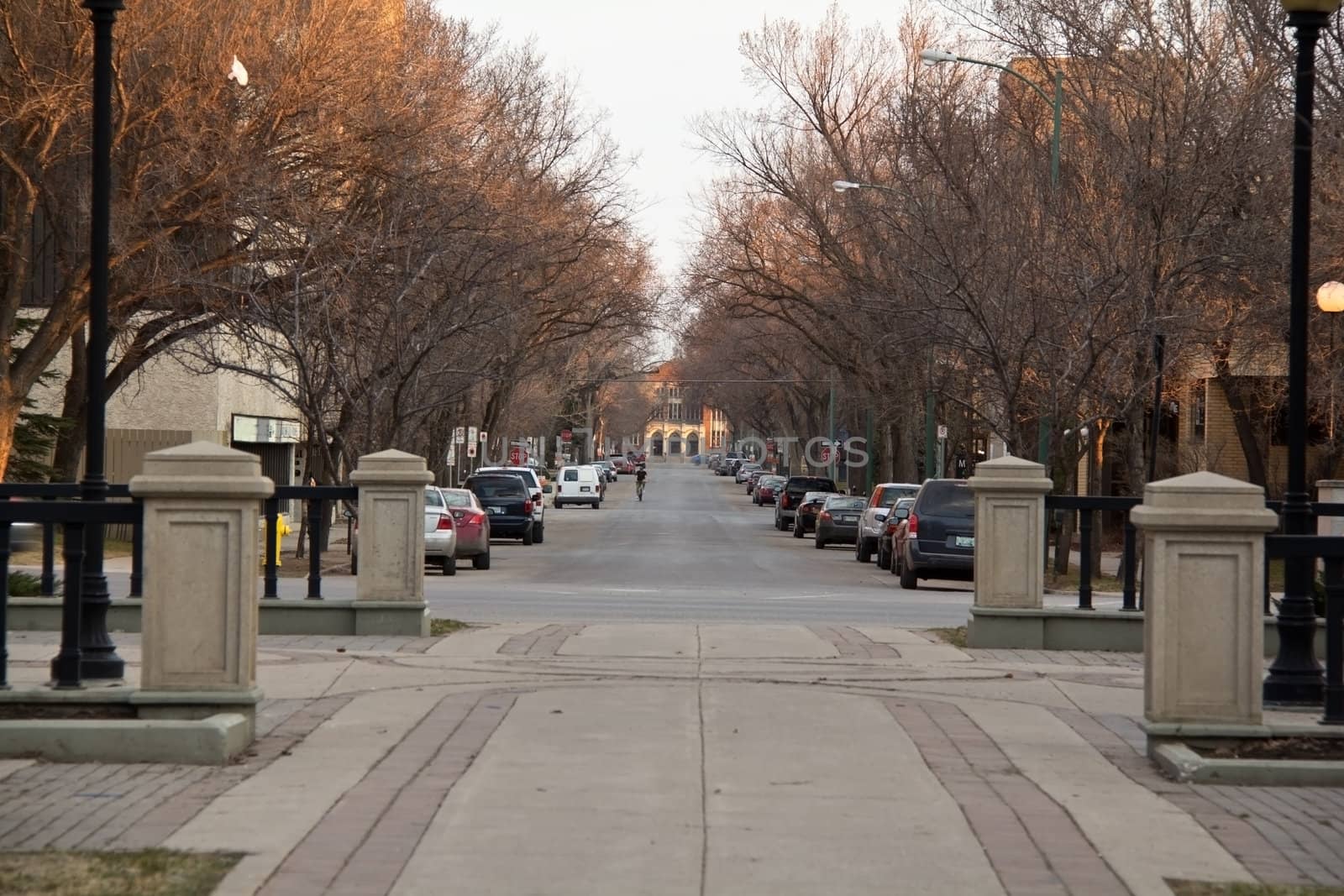 Deserted street in downtown regina with the rays of the setting sun giving life to the dry leafless trees