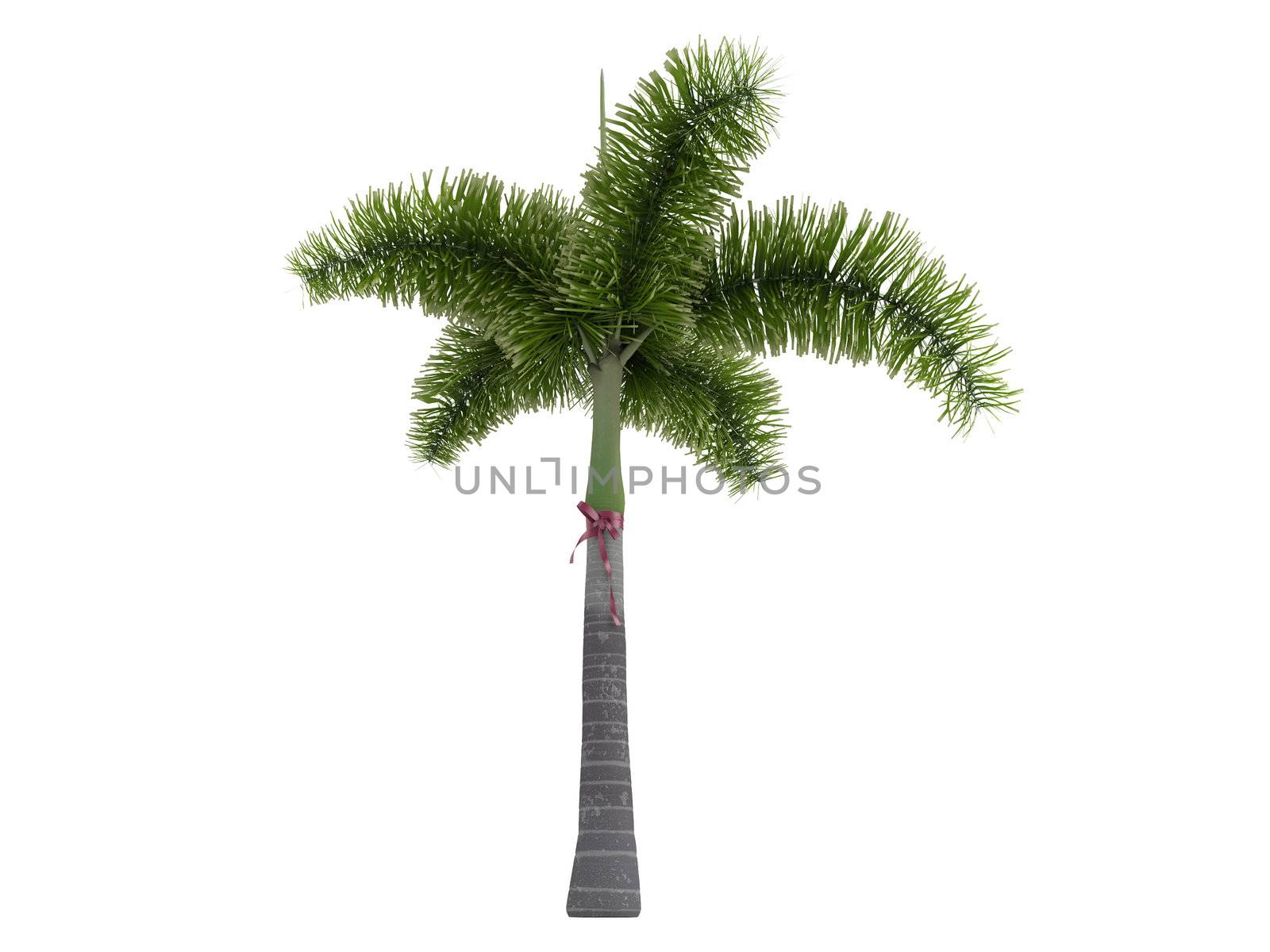 Foxtail Palm or latin Wodyetia bifurcata isolated on white background