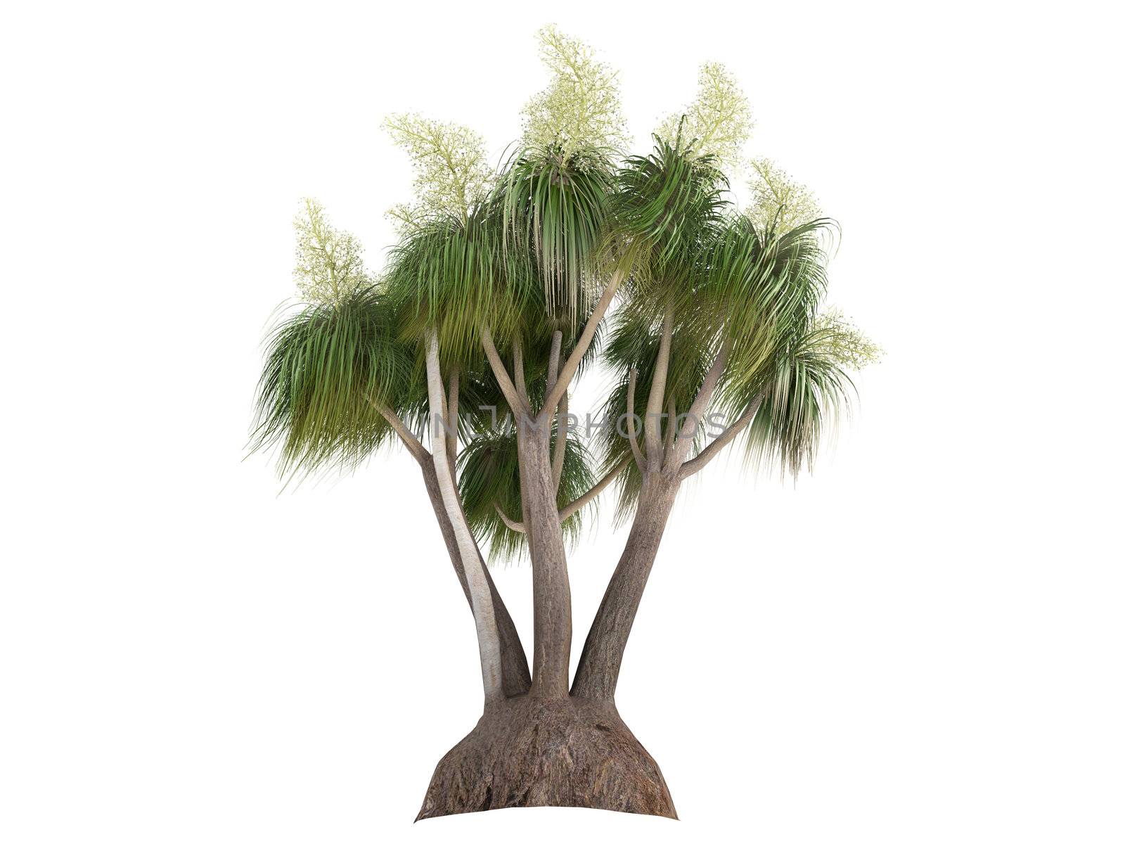 Ponytail Palm or latin Nolina recurvata, Beaucarnea recurvata isolated on white background