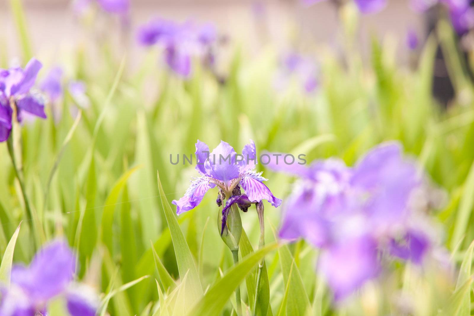 Blumenwiese