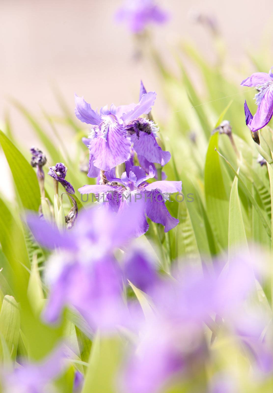 Blumenwiese