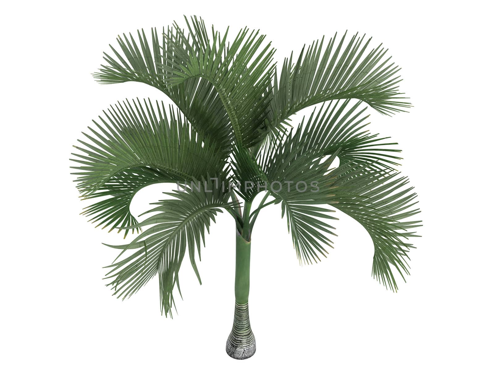 Carpoxylon Palm or latin Carpoxylon macrospermum isolated on white background
