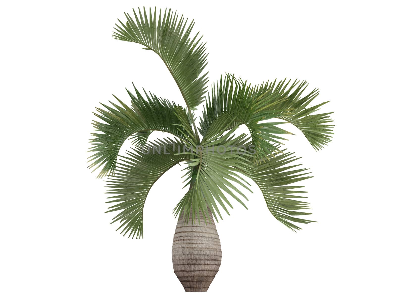 Bottle Palm or latin Hyophorbe lagenicaulis isolated on white background