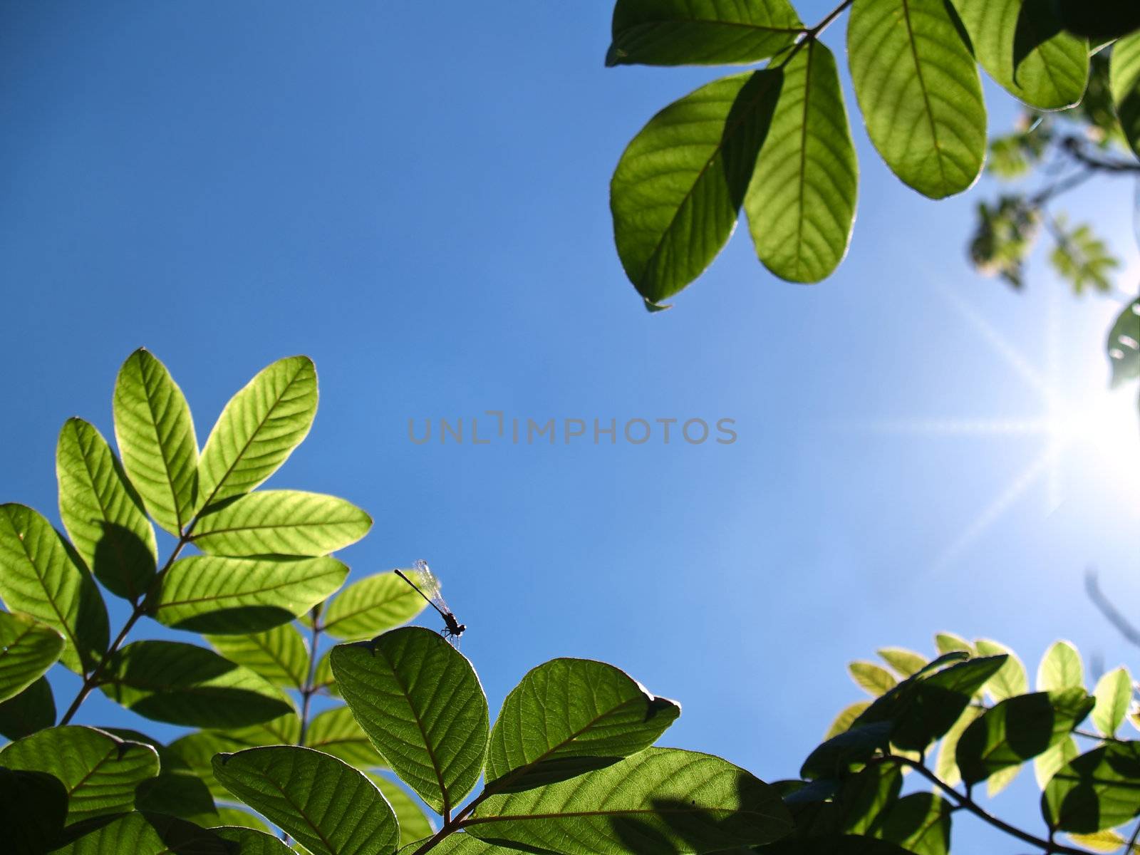 Closeup texture and detail of green foliage with blue sky