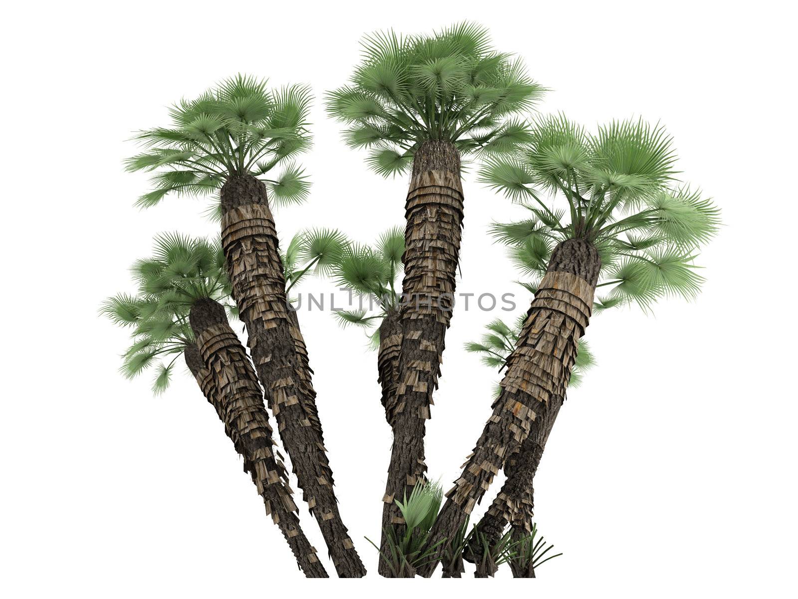 European Fan Palm or Chamaerops humilis by AlexanderMorozov