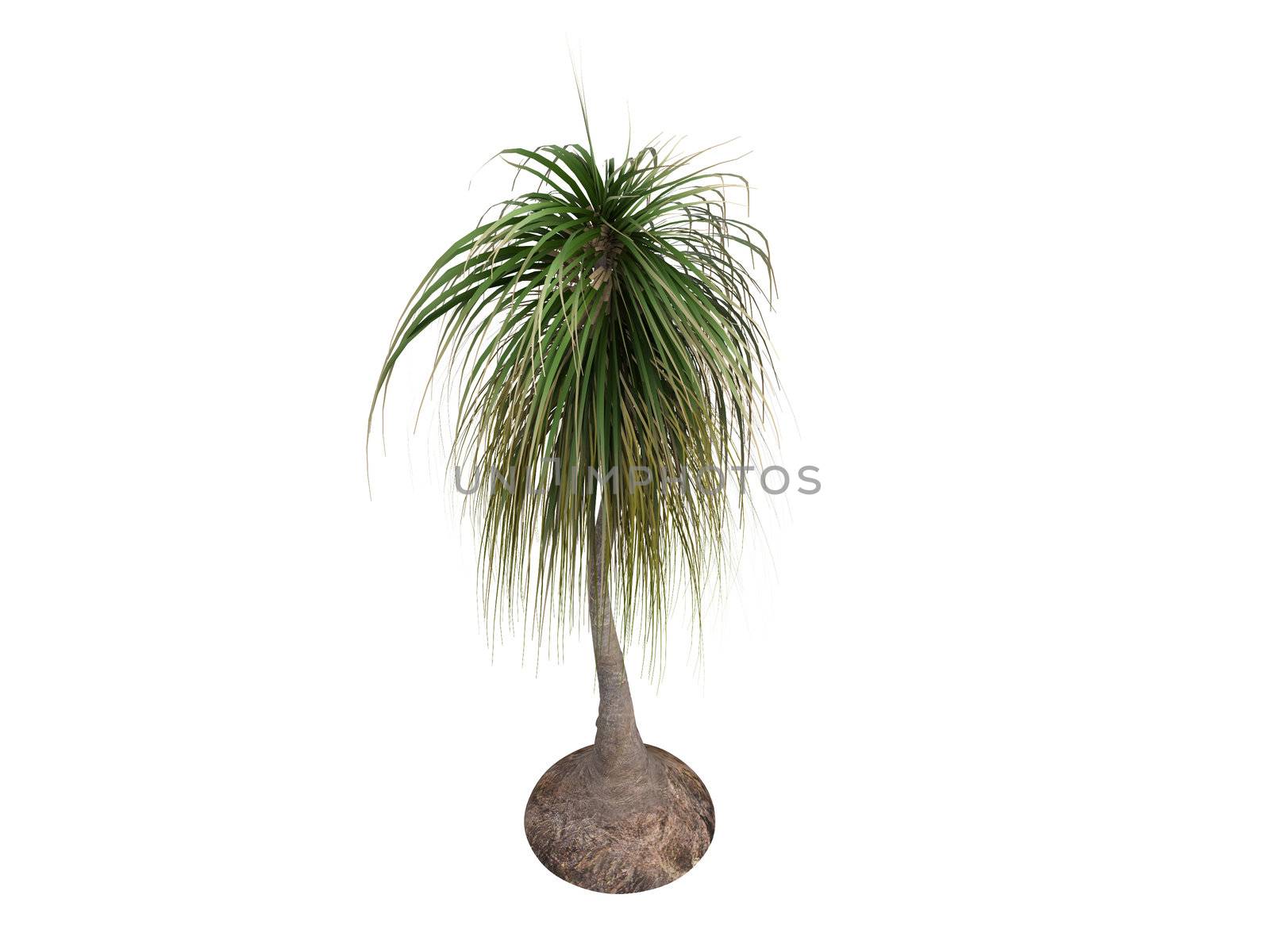 Ponytail Palm or latin Nolina recurvata, Beaucarnea recurvata isolated on white background