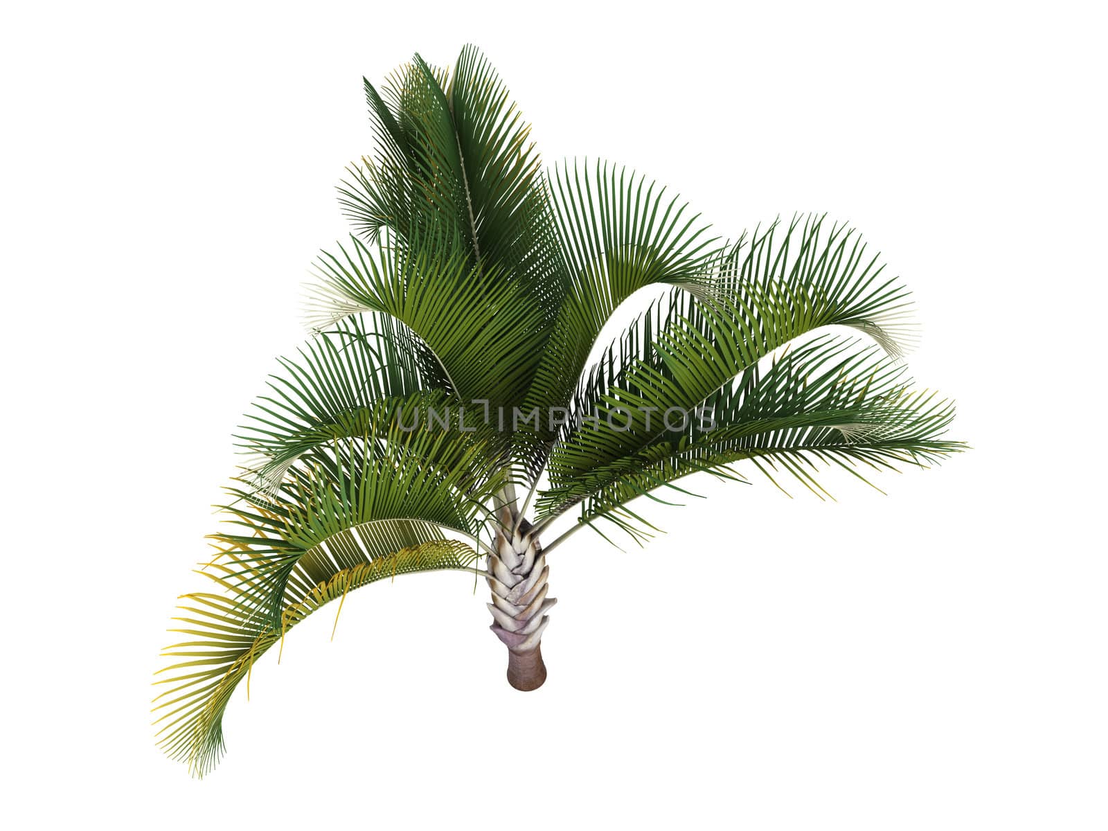 Triangle Palm or latin Dypsis decaryi isolated on white background