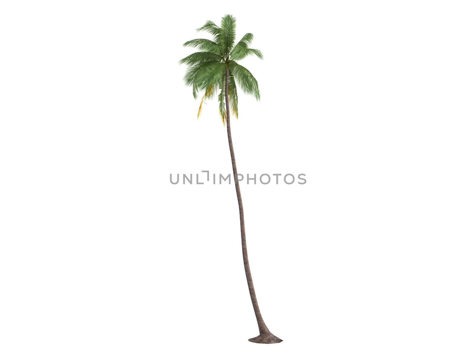 Coconut or latin Cocos nucifera isolated on white background