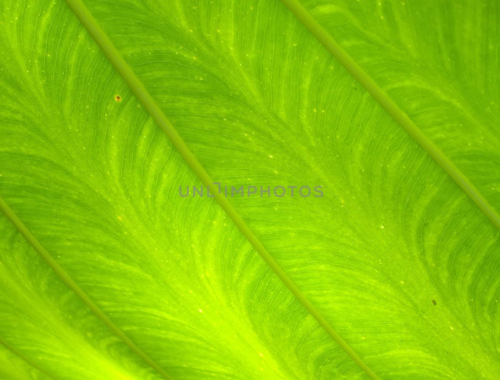 Closeup texture and surface of green leaf
