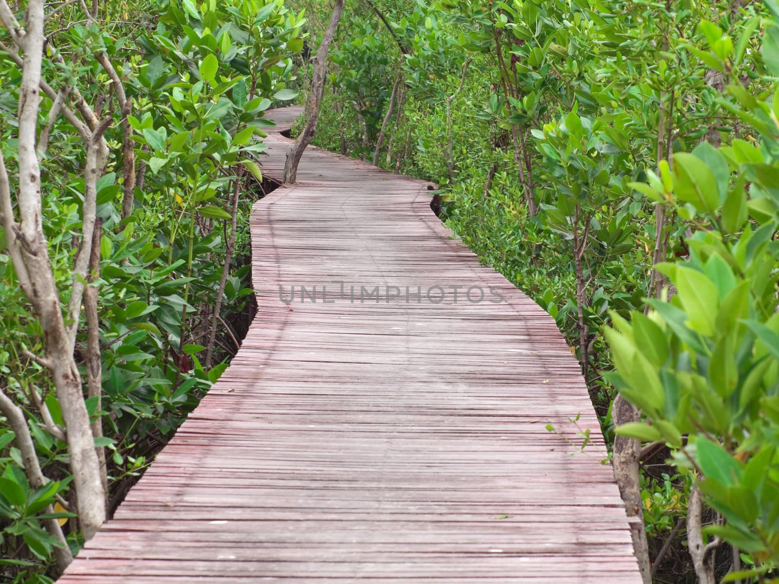 Boardwalk through the mangrove forest in Laem Phak Bia, Ban Laem, Phetchaburi, Thailand