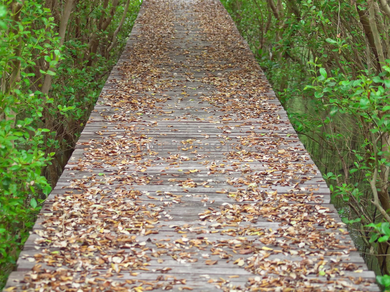 Boardwalk through the mangrove forest in Laem Phak Bia, Ban Laem, Phetchaburi, Thailand