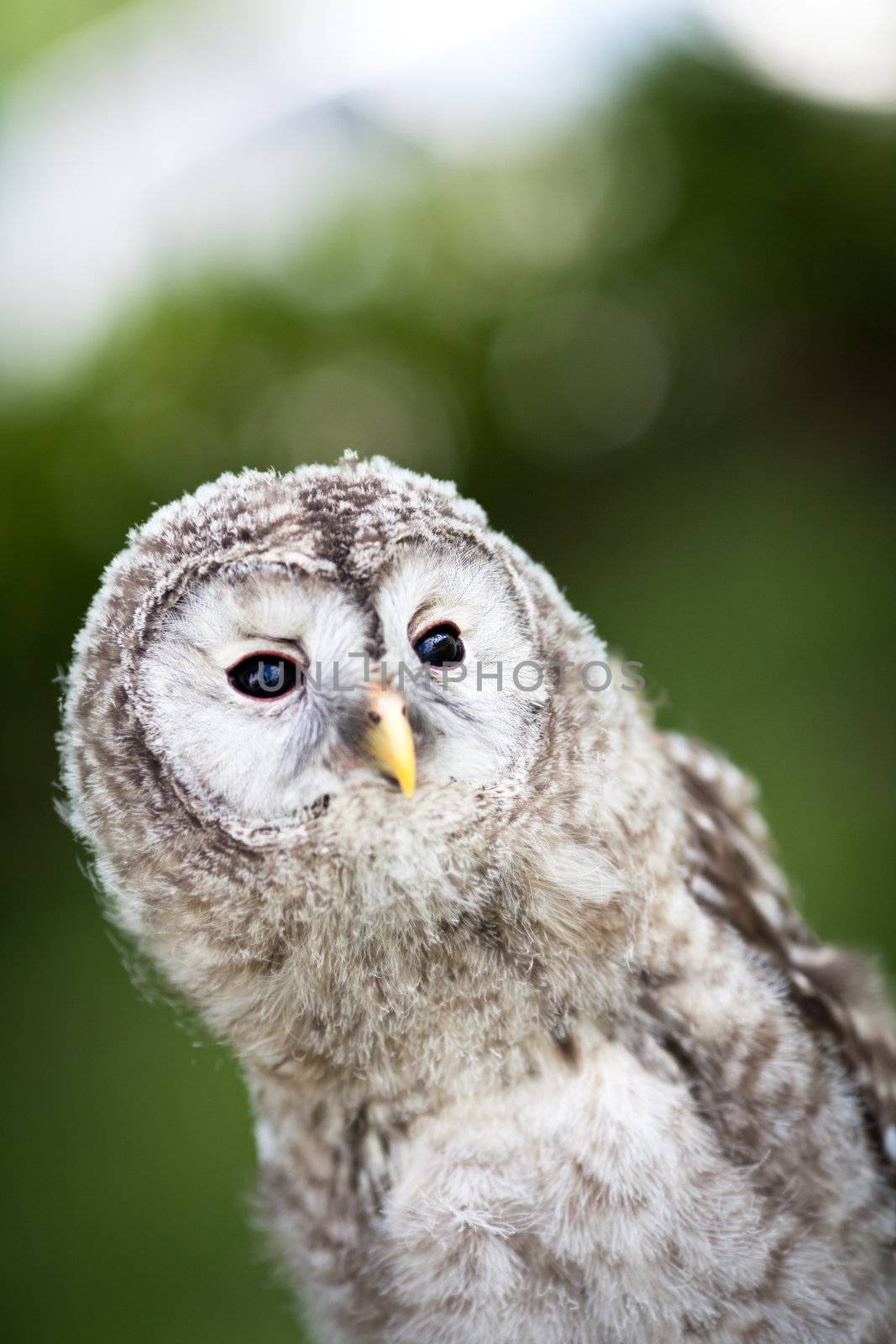 Close up of a baby Tawny Owl (Strix aluco)