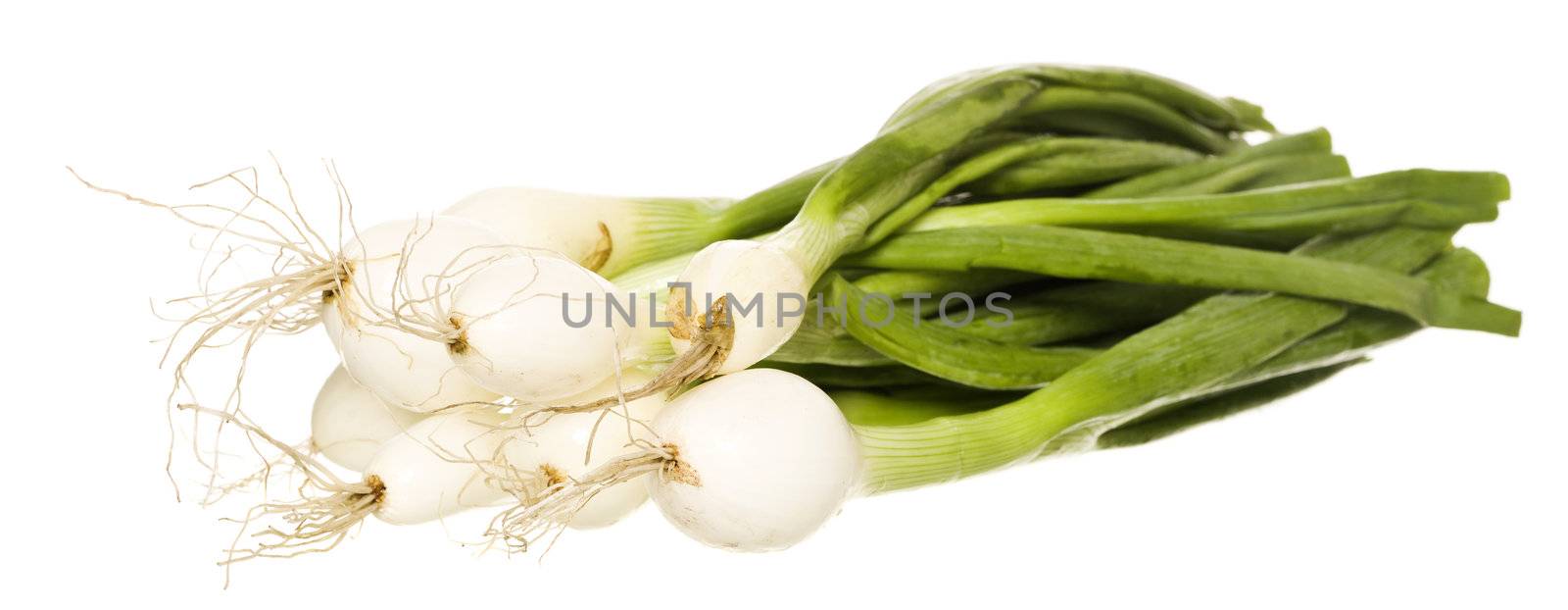 Bunch of Spring Onion isolated on white background