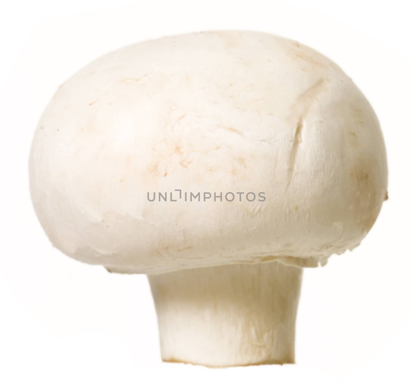 Mushroom isolated on white background