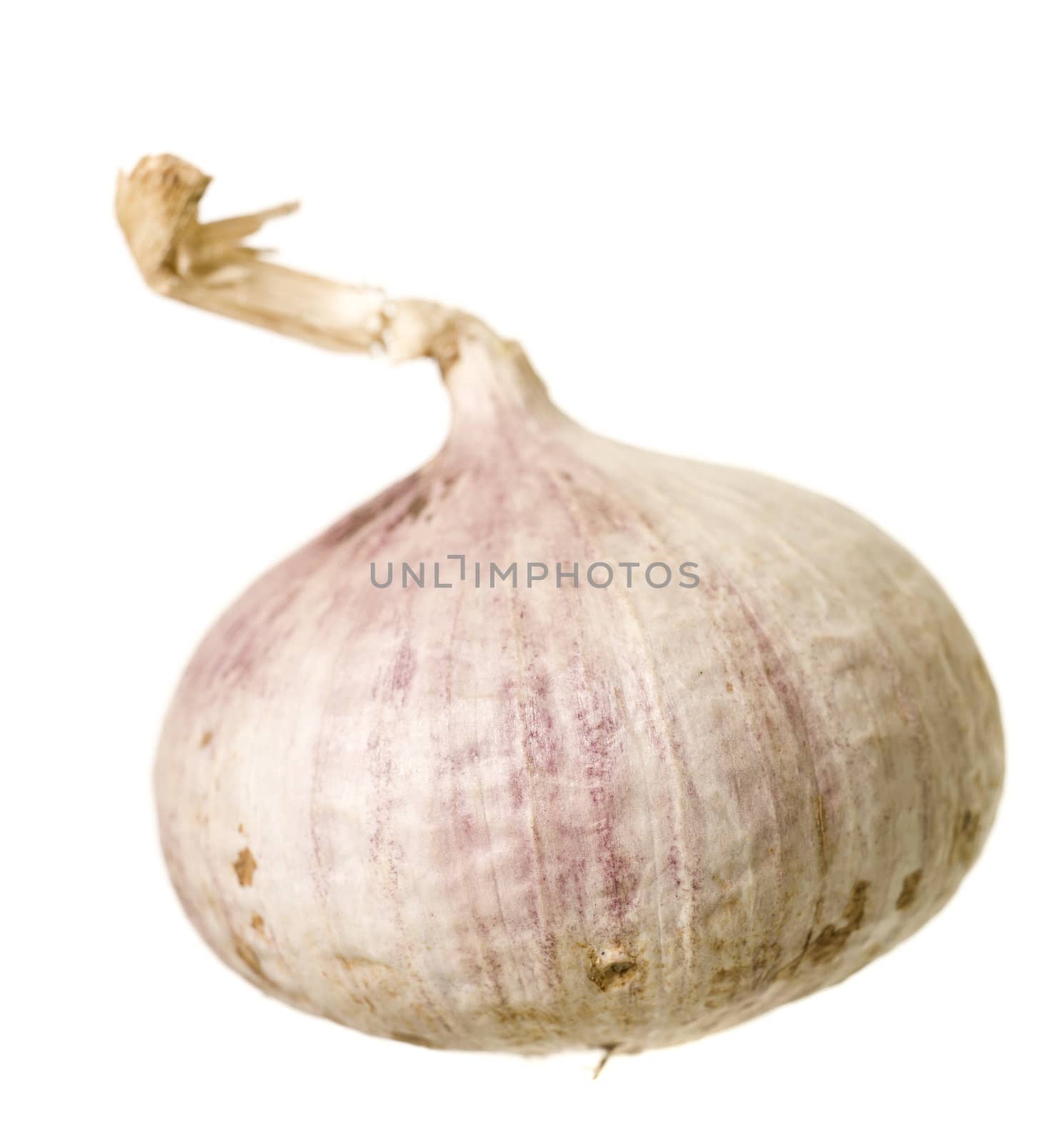 Single Garlic isolated on white Background