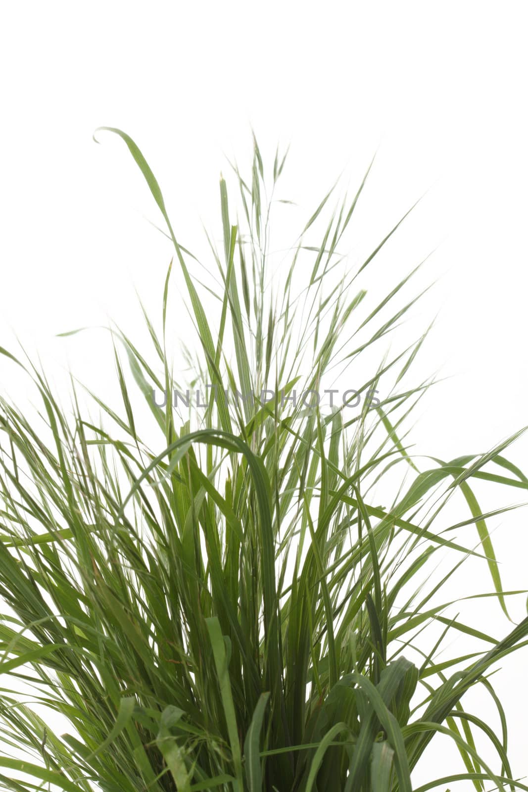 Close up of grass isolated over white background 