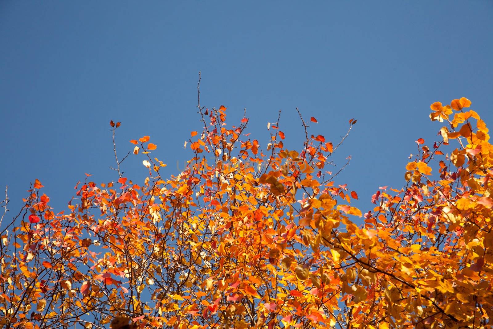 Bright autumn foliage of the trees against the sky