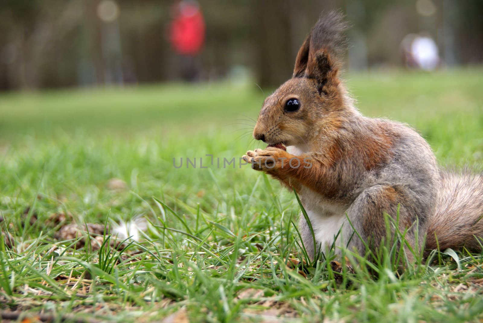 Squirrel  by andrei_kolyvanov