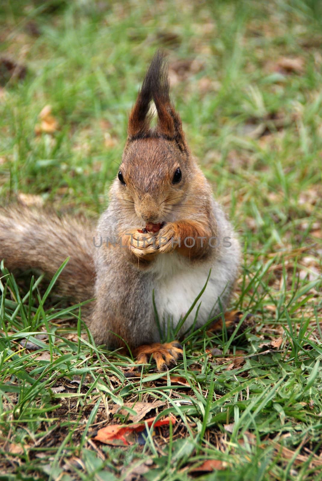 Squirrel  by andrei_kolyvanov