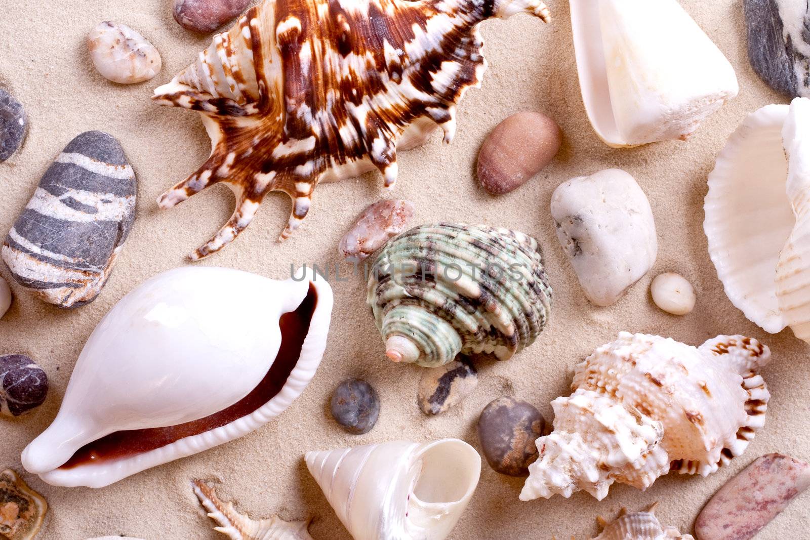 seashells in sand as a background