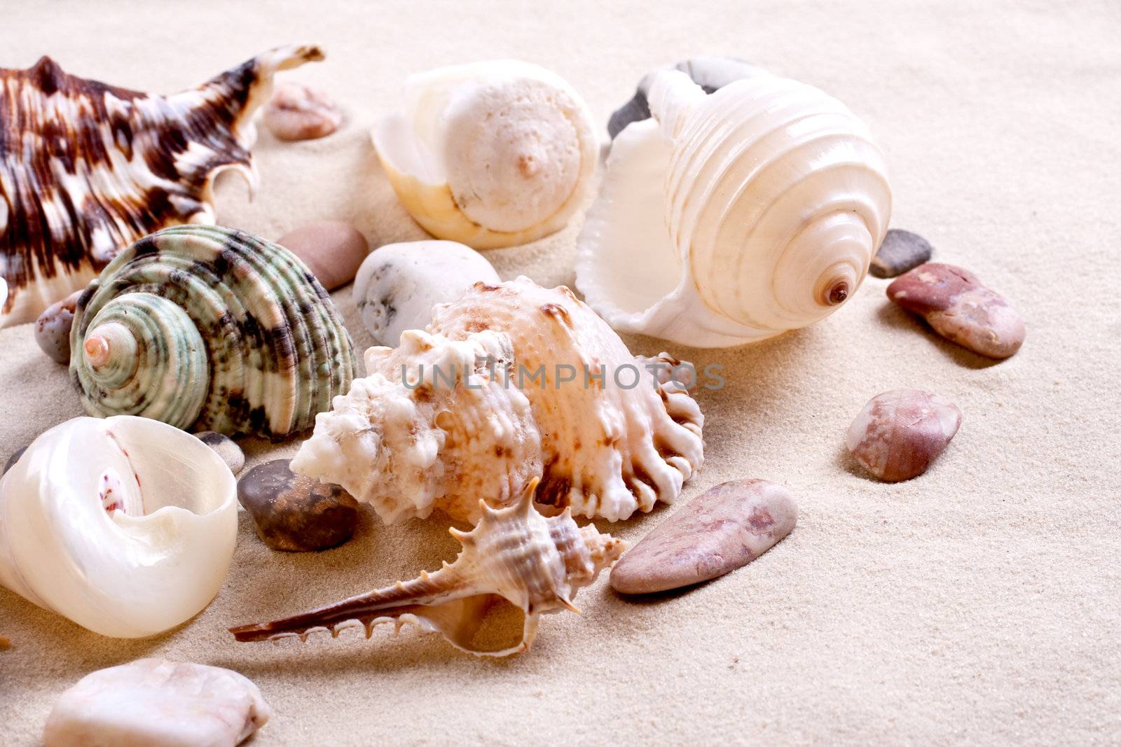 seashells in sand by Lupen