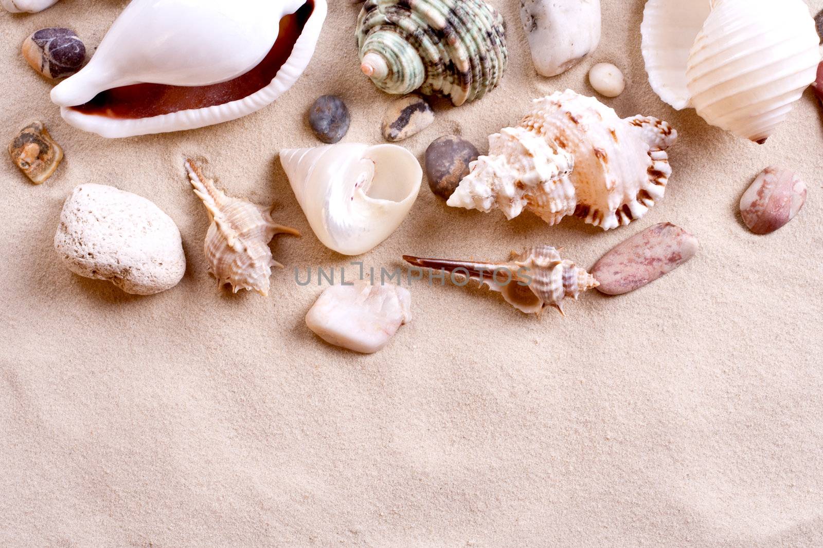 seashells in sand as a background