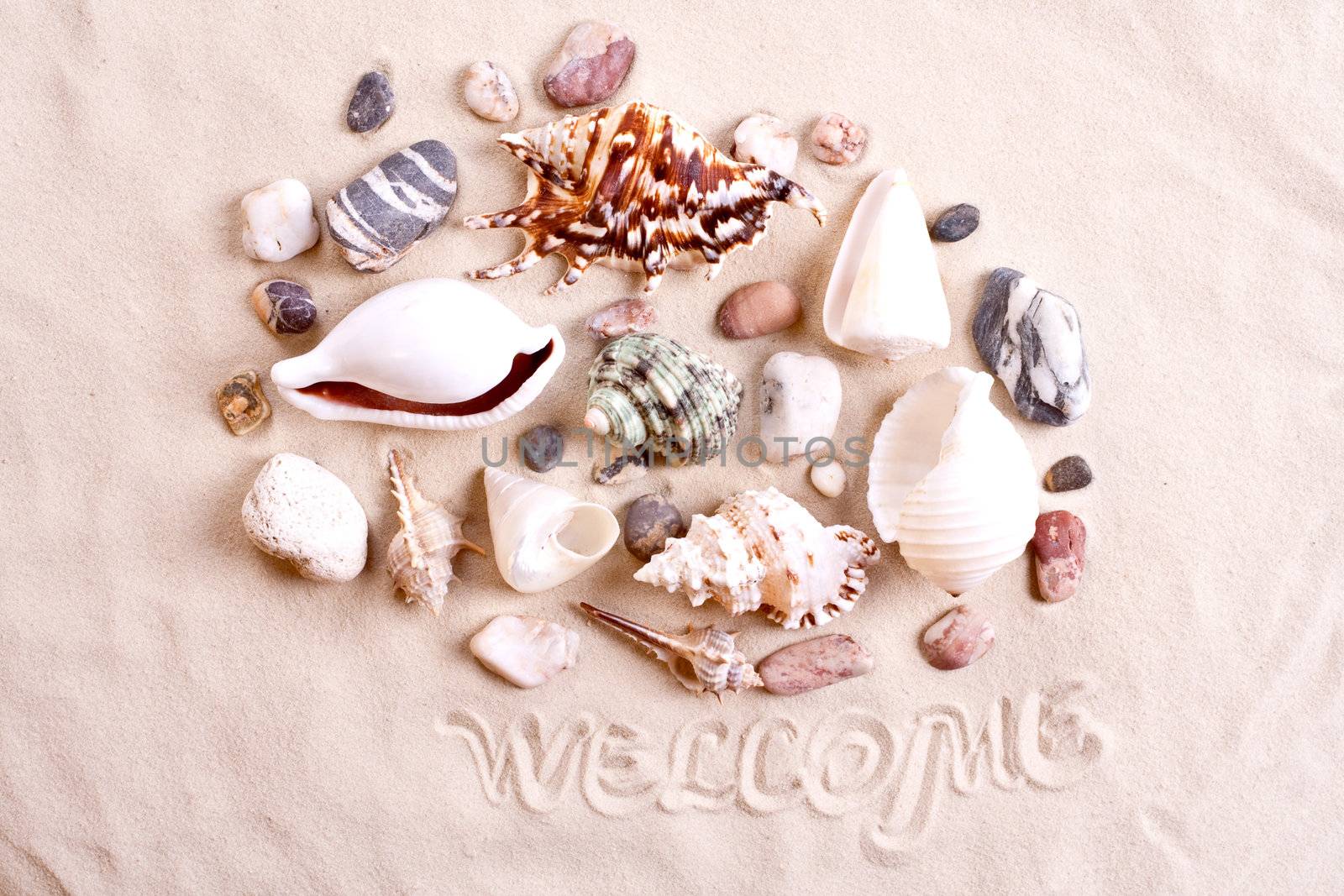 seashells in sand with text by Lupen