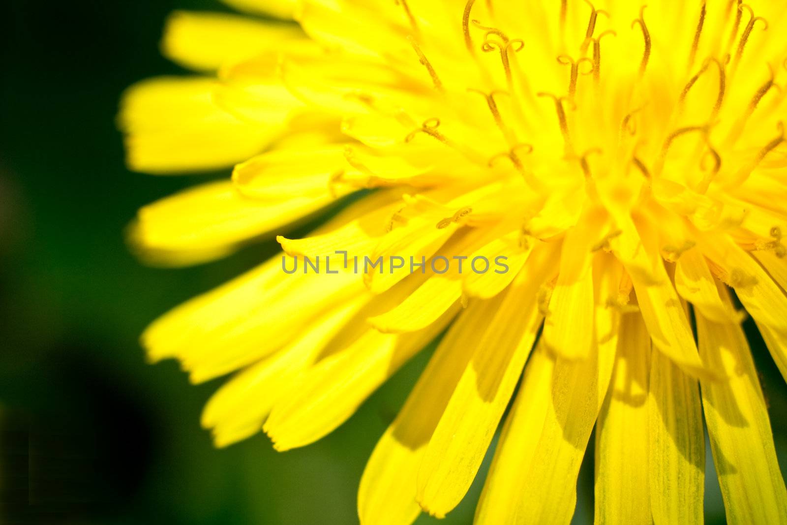yellow dandelion closeup on a green background