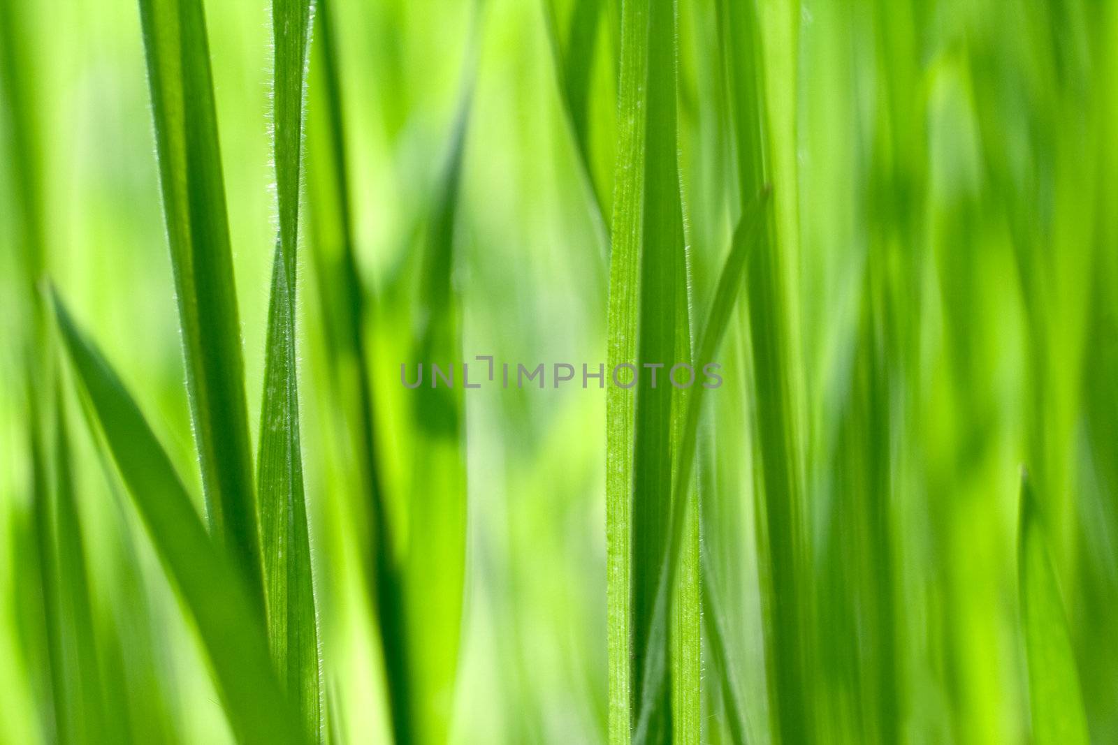 fresh green grass as a background