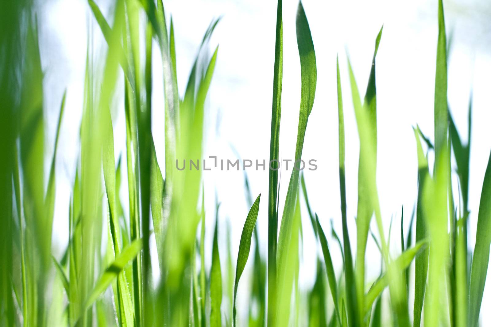 fresh green grass  by Lupen