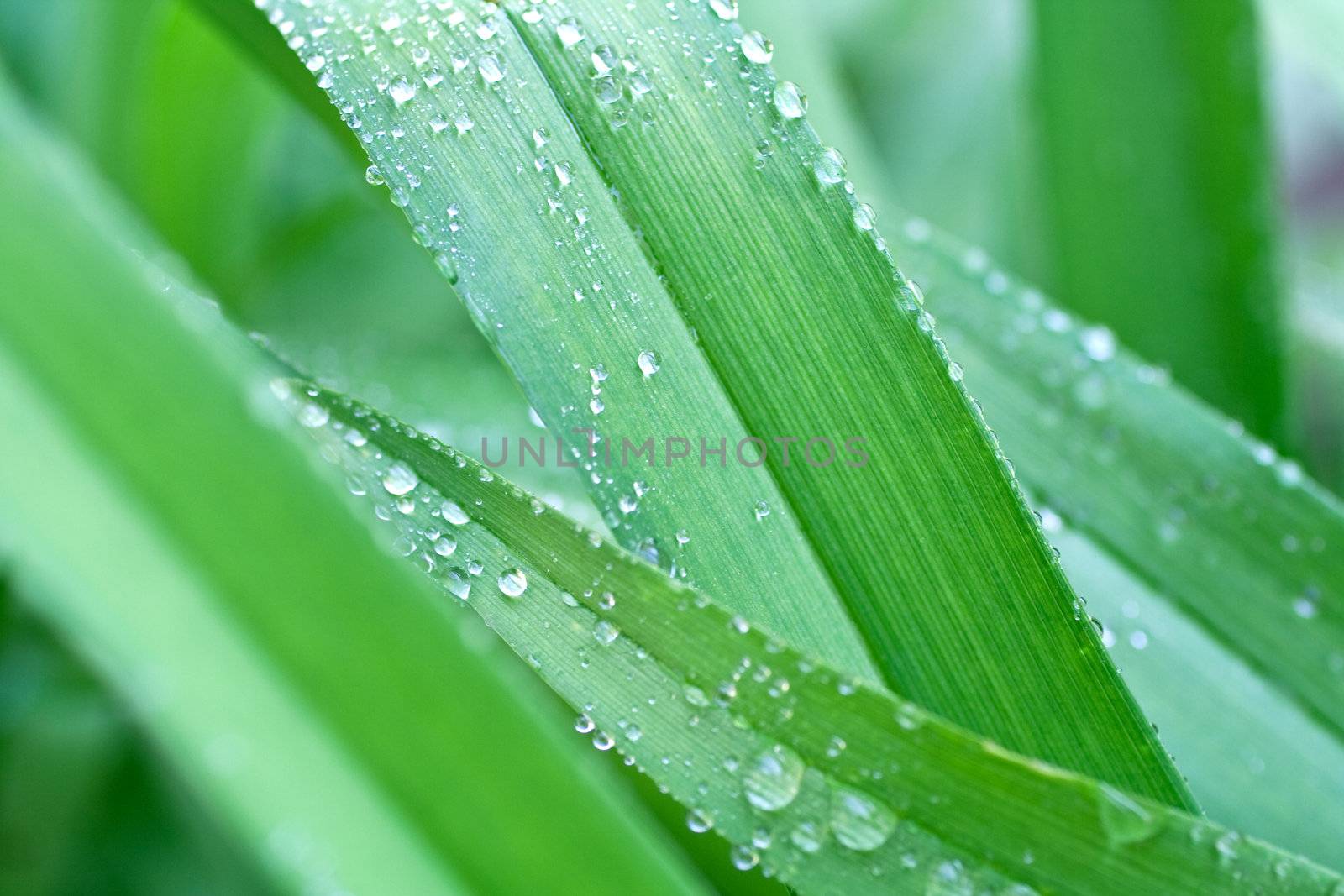 grass with drops by Lupen