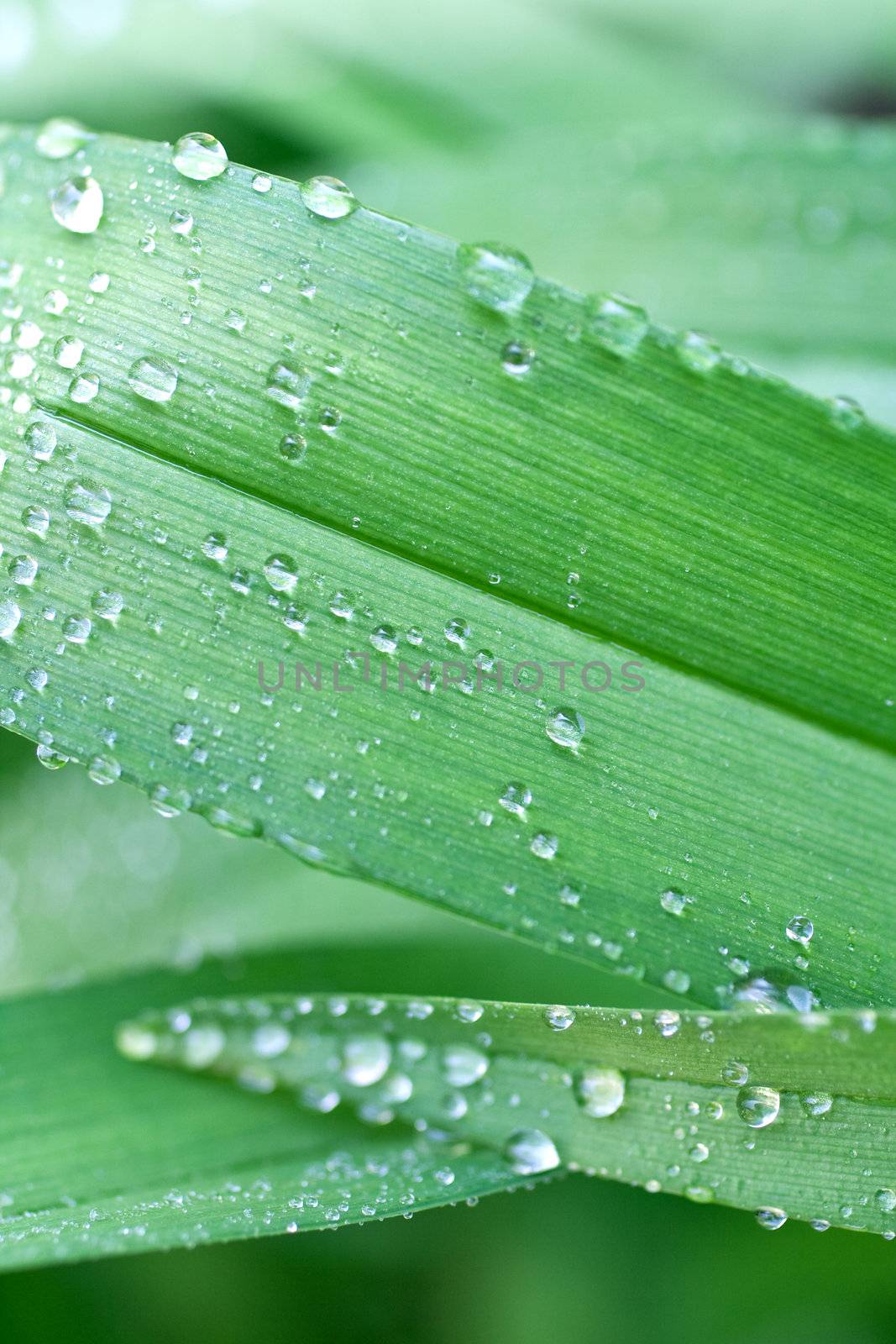 fresh green grass with drops