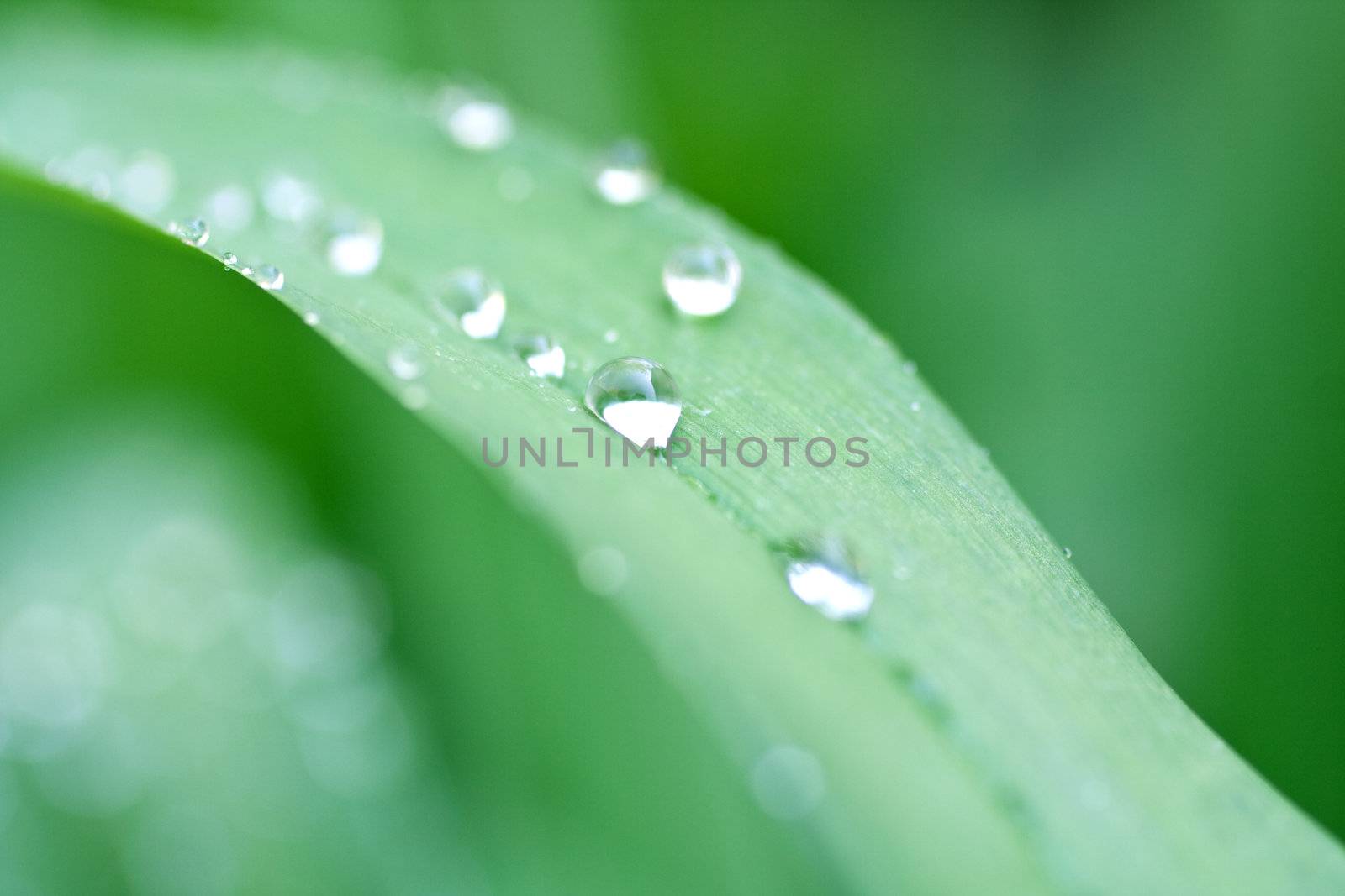 grass with drops by Lupen