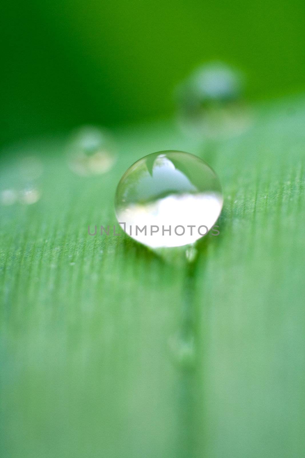 green leaf with drops as a background