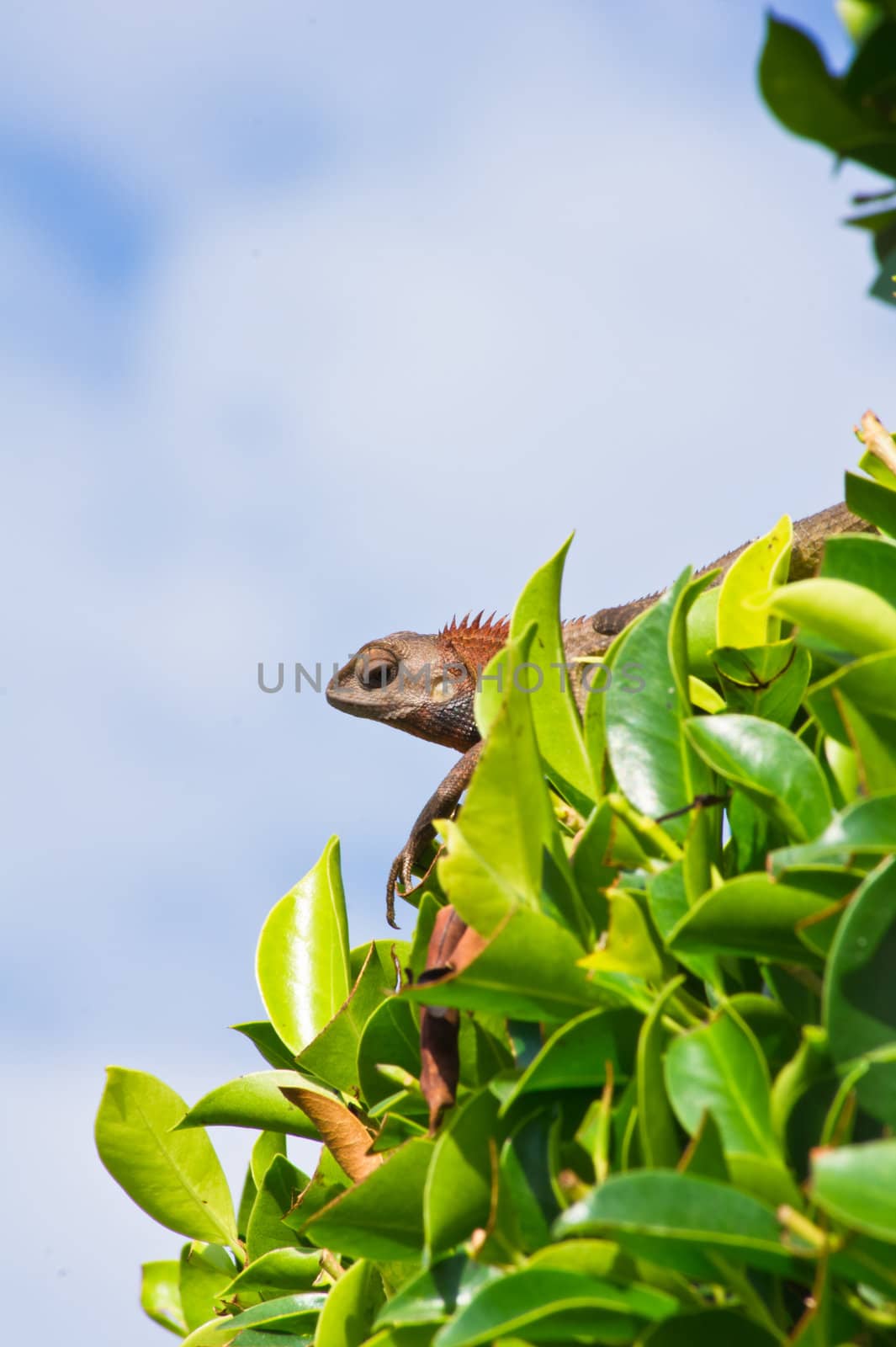 Brown lizard on a tree