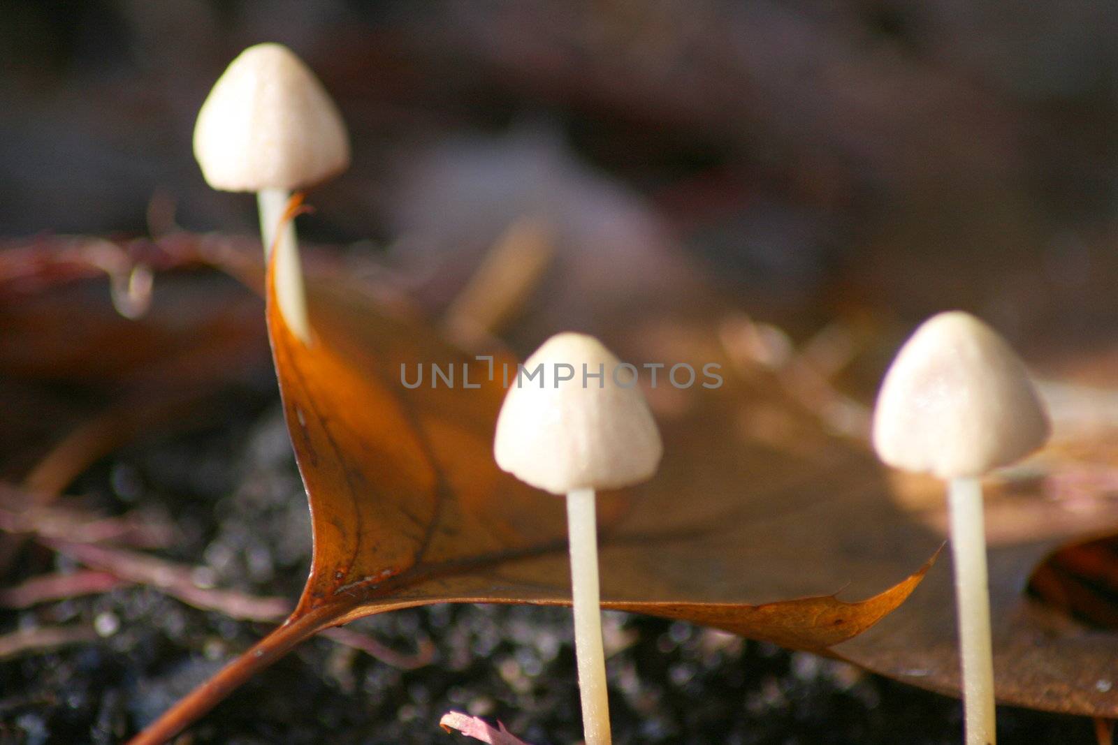 drei kleine Pilze,mit herbstlichem Blatt,(unscharf)	
three small mushrooms, with autumn leaf, (unsharp)