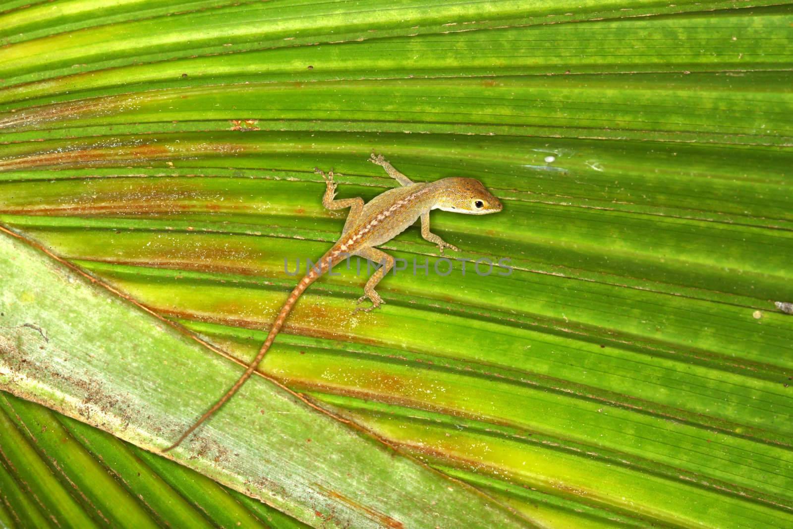 A Green Anole (Anolis carolinensis) sits on a palmetto frond in Florida.