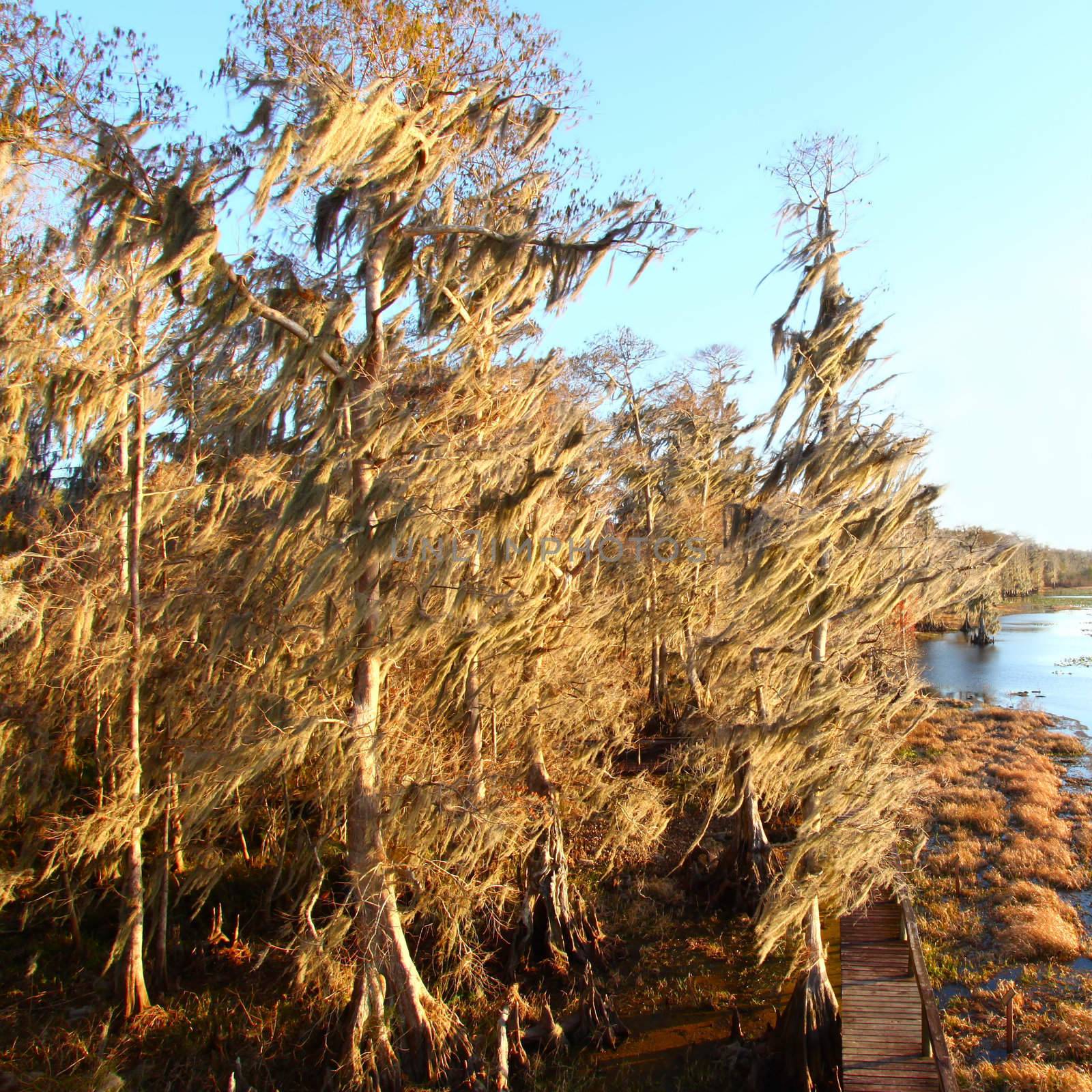 Spanish Moss sways in the wind in a swamp of central Florida.